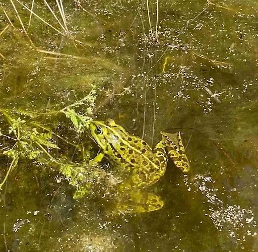 Auszeit Inmitten Der Natur - Its A Kind Of Magic Freienthal
